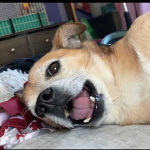 Meet your Posher, Samantha